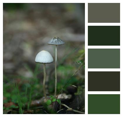 Forest Floor Helmetlings Mushrooms Image